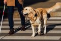 補助犬達はかわいそ…の画像