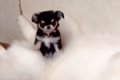 極小の赤ちゃん犬が…の画像