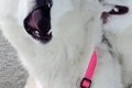 『過去一ヤバいｗ』…の画像