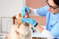 犬が亡くなるかもし…の画像