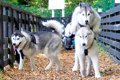 ハスキー犬たちを『5…の画像