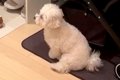 お兄ちゃんが出かけ…の画像