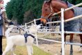 ハスキー犬が初めて…の画像