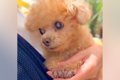 病院にきた小さな犬→…の画像