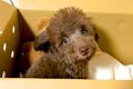 親が3キロ程度の子犬…の画像