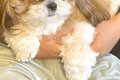 夫に話しかけた結果→…の画像