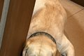 『猫のいる部屋に入…の画像