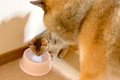 子猫が水を飲もうと…の画像