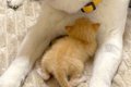 急遽、子猫を引き取…の画像