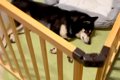 朝6時、寝ている犬に…の画像