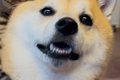 元保護猫と犬→一緒に…の画像