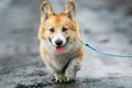 雨の日の『犬の散歩…の画像