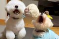 2匹の犬とボール遊び…の画像