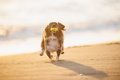 『迷惑な犬の飼い主…の画像