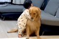 大型犬がいる家庭に…の画像