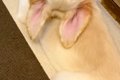 『ゴールデンレトリ…の画像