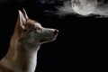 犬は本当に満月に向…の画像