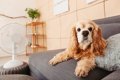 暑い日に犬を留守番…の画像