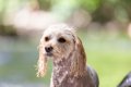 犬が水浴びを嫌がる…の画像