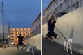 犬より散歩を楽しむ…の画像