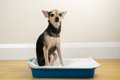 犬が『トイレで寝て…の画像