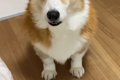 『犬が苦手な業者さ…の画像
