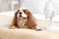 犬が『暑い』と感じ…の画像