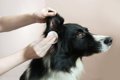 犬の『耳掃除』どう…の画像