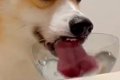 水を飲む犬の『飲み…の画像