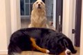 廊下で眠る大型犬→同…の画像