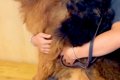 体重34キロの大型犬…の画像