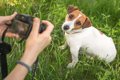 犬が『カメラ』を嫌…の画像