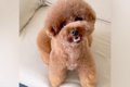 スラッとしている犬→…の画像
