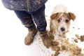 犬の毛が汚くなって…の画像