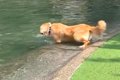 池に飛び込む大型犬→…の画像