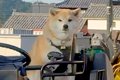 乗り物が好きすぎる…の画像