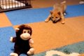『声に反応するおも…の画像