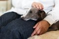 犬がリンパ腫と診断…の画像