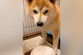 犬に薬を飲ませよう…の画像