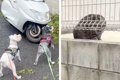 野良猫を発見した2匹…の画像