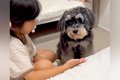 ５歳の女の子が『犬…の画像
