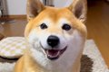 普段は吠えない犬に…の画像