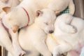 熟睡する5匹の赤ちゃ…の画像