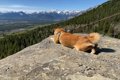 柴犬と『海外で登山…の画像