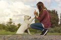 犬の散歩トレーニン…の画像