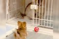 赤ちゃん犬が『猫に…の画像