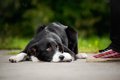 常識が無い犬の飼い…の画像