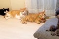 キレイに並ぶ3匹の猫…の画像