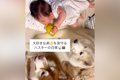 ハスキー犬2頭が暮ら…の画像