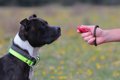 犬のしつけに関する…の画像